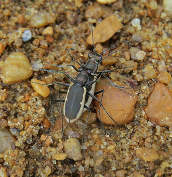 Cicindela marginipennis